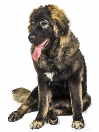 15 Dog Breeds Most Frequently Associated with Severe Bite Incidents