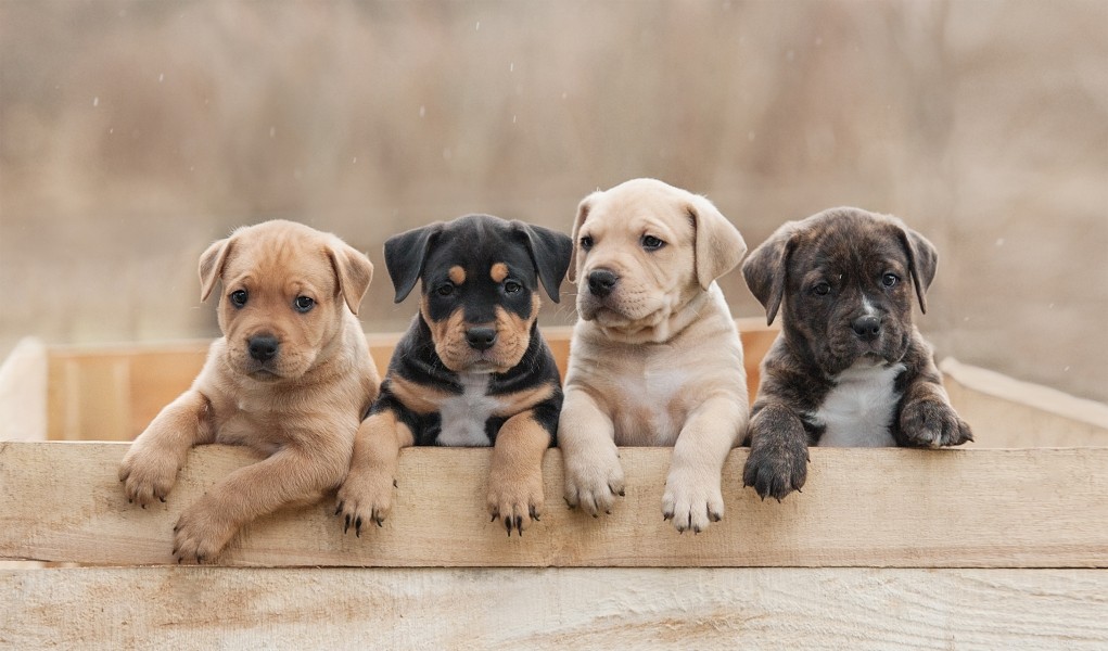 Choosing the Perfect Dog: Expert Tips to Find Your Ideal Pet