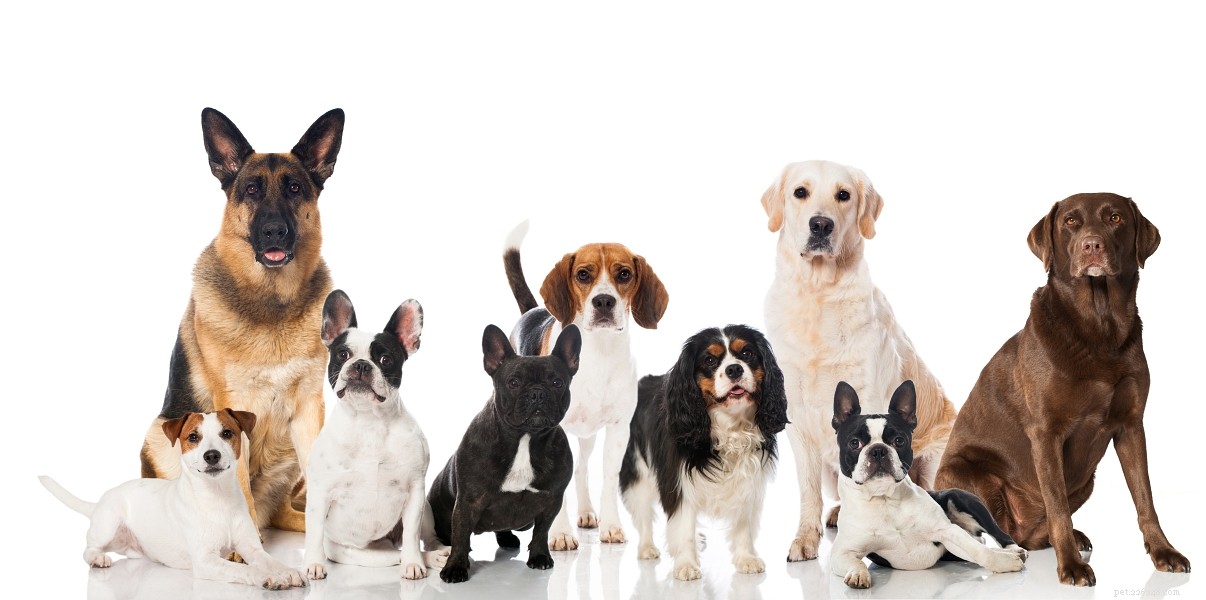 Choosing the Perfect Dog: Expert Tips to Find Your Ideal Pet