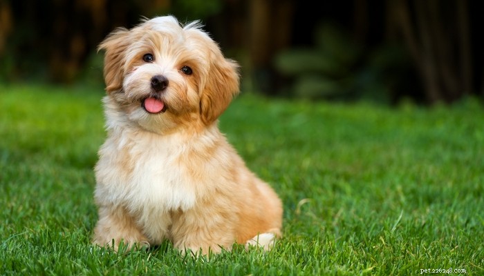 Top 10 Senior-Friendly Dog Breeds and Their Health Benefits