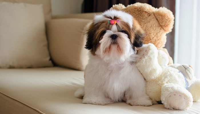 Top 10 Senior-Friendly Dog Breeds and Their Health Benefits