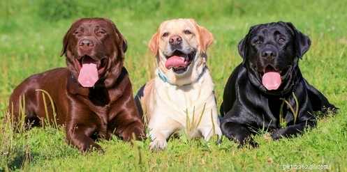 Top 10 Senior-Friendly Dog Breeds and Their Health Benefits