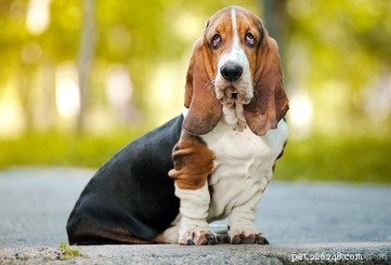 Top 10 Senior-Friendly Dog Breeds and Their Health Benefits