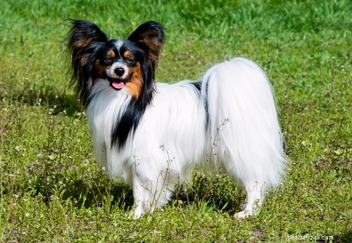 Top 10 Senior-Friendly Dog Breeds and Their Health Benefits
