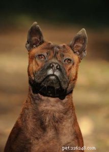 Top 20 Highest-Priced Dog Breeds: What You Need to Know
