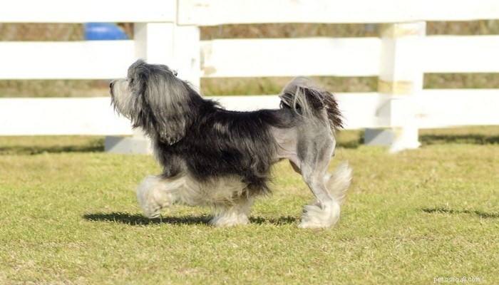 Top 20 Highest-Priced Dog Breeds: What You Need to Know