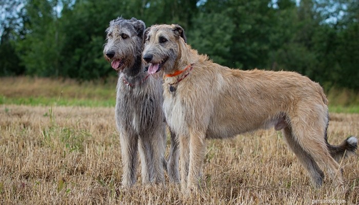 Top 20 Highest-Priced Dog Breeds: What You Need to Know