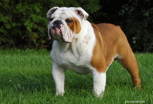 Top 20 Highest-Priced Dog Breeds: What You Need to Know