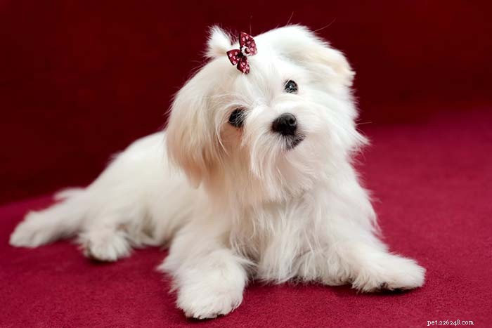 Top 20 Highest-Priced Dog Breeds: What You Need to Know