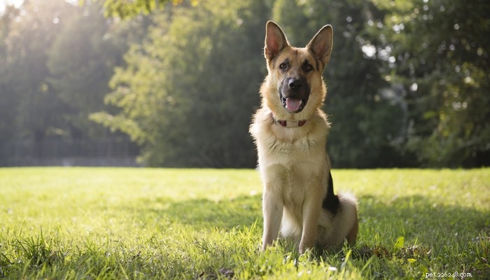 Top 20 Highest-Priced Dog Breeds: What You Need to Know