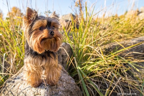 Top 20 Highest-Priced Dog Breeds: What You Need to Know