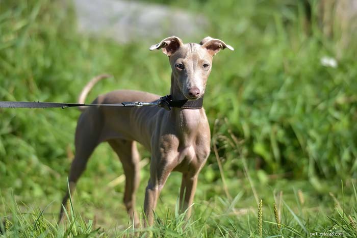 Top 20 Highest-Priced Dog Breeds: What You Need to Know