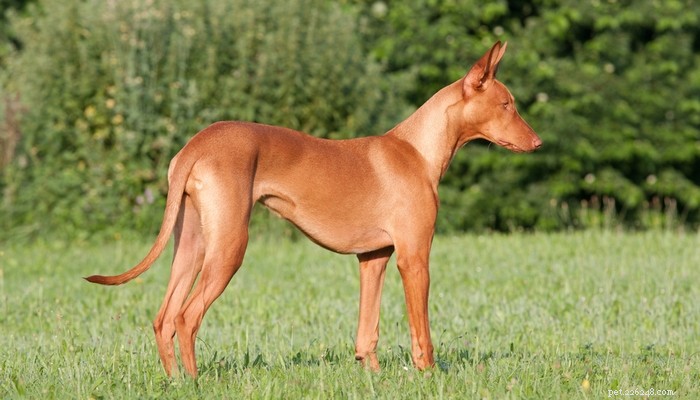 Top 20 Highest-Priced Dog Breeds: What You Need to Know