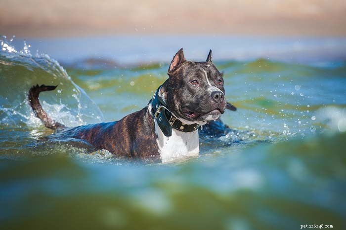 Top 20 Highest-Priced Dog Breeds: What You Need to Know