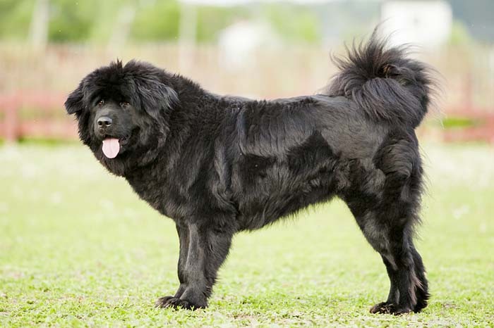 Top 20 Highest-Priced Dog Breeds: What You Need to Know