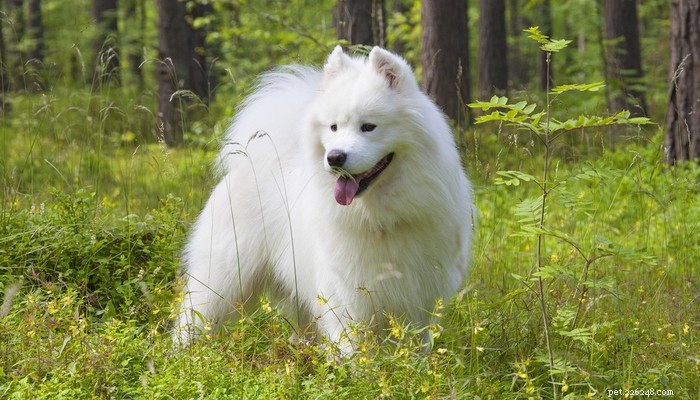 Top 20 Highest-Priced Dog Breeds: What You Need to Know