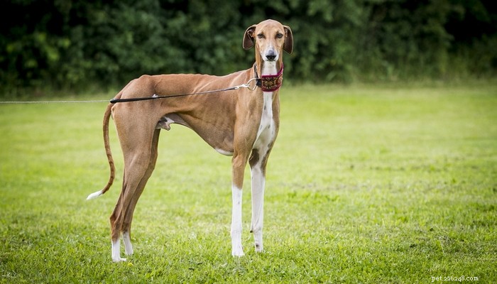 Top 20 Highest-Priced Dog Breeds: What You Need to Know