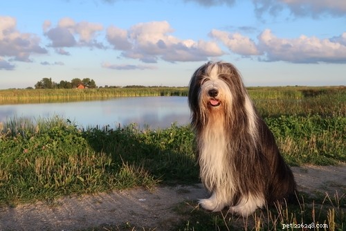Top 20 Highest-Priced Dog Breeds: What You Need to Know