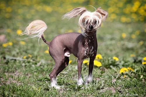 Top 20 Highest-Priced Dog Breeds: What You Need to Know