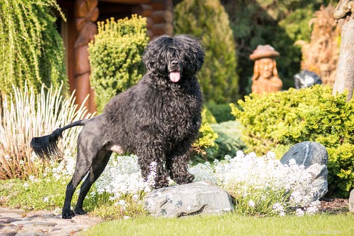 Top 20 Highest-Priced Dog Breeds: What You Need to Know