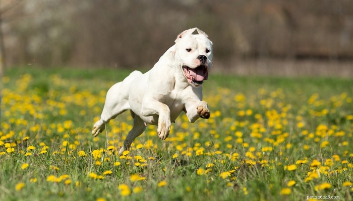 Top 20 Highest-Priced Dog Breeds: What You Need to Know
