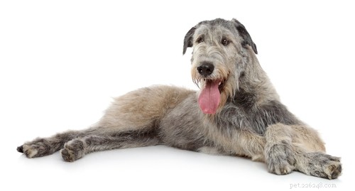 20 Dog Breeds with the Shortest Lifespans – Research-Backed Insights