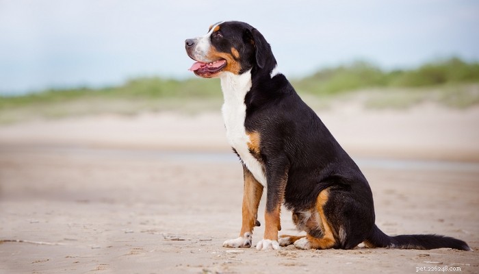 20 Dog Breeds with the Shortest Lifespans – Research-Backed Insights