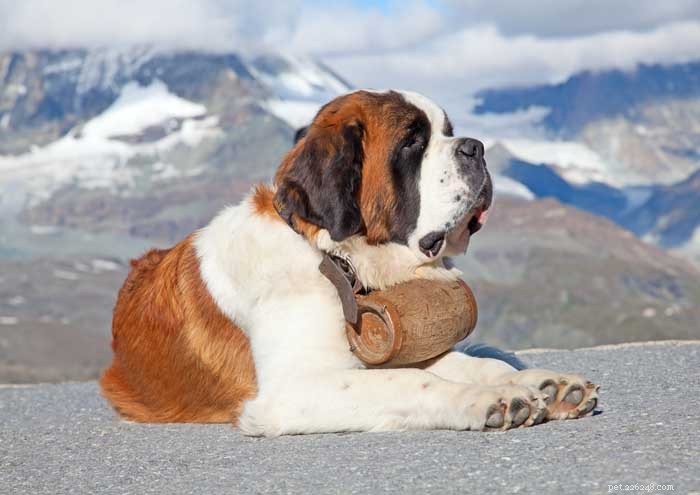 20 Dog Breeds with the Shortest Lifespans – Research-Backed Insights