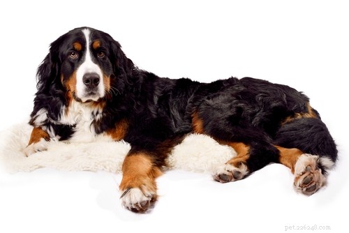 20 Dog Breeds with the Shortest Lifespans – Research-Backed Insights