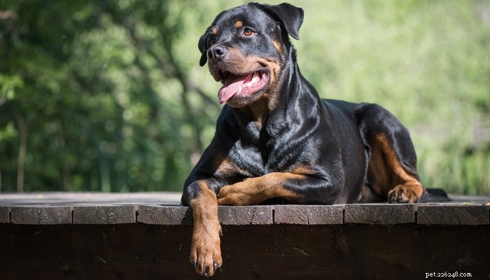 20 Dog Breeds with the Shortest Lifespans – Research-Backed Insights