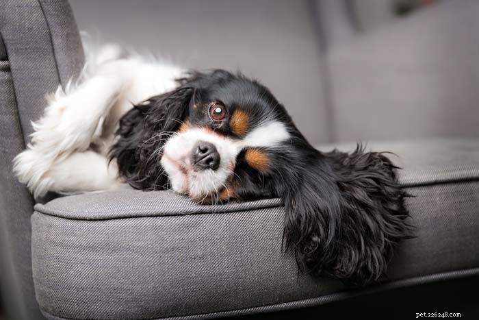 20 Dog Breeds with the Shortest Lifespans – Research-Backed Insights