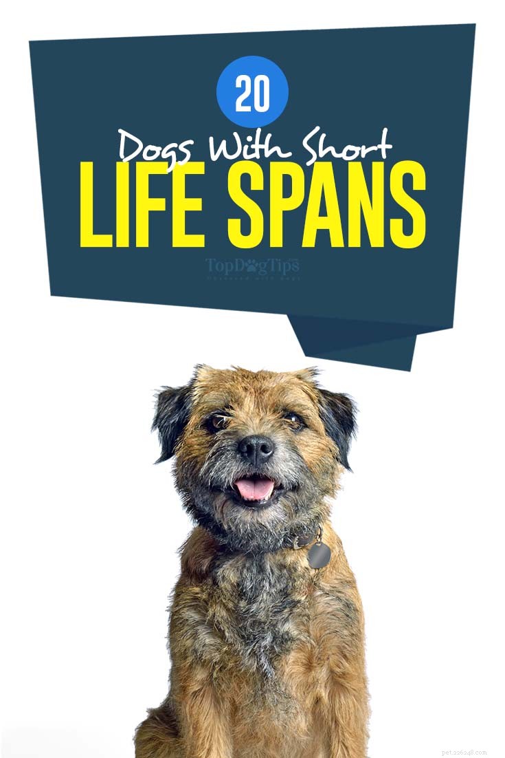 20 Dog Breeds with the Shortest Lifespans – Research-Backed Insights