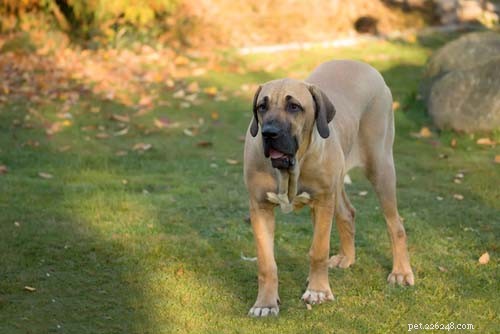 20 Dog Breeds with the Shortest Lifespans – Research-Backed Insights