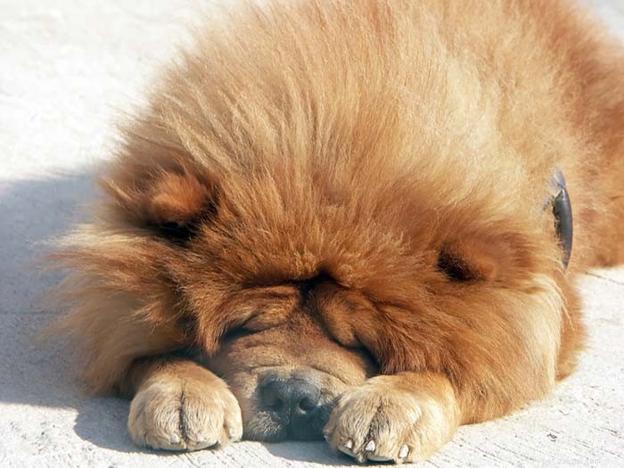 20 Dog Breeds with the Shortest Lifespans – Research-Backed Insights
