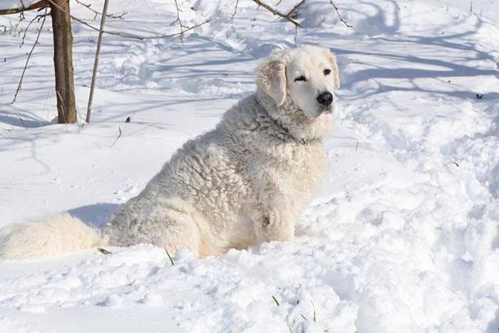 20 Dog Breeds with the Shortest Lifespans – Research-Backed Insights