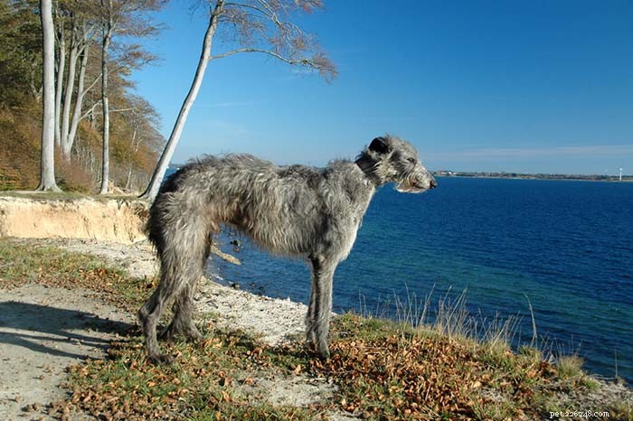 20 Dog Breeds with the Shortest Lifespans – Research-Backed Insights