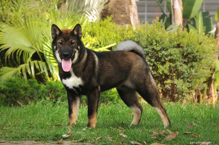 25 Wolf‑Inspired Dog Breeds: A Guide to the Wildest Canines