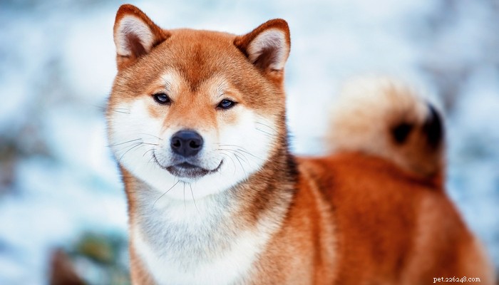 25 Wolf‑Inspired Dog Breeds: A Guide to the Wildest Canines