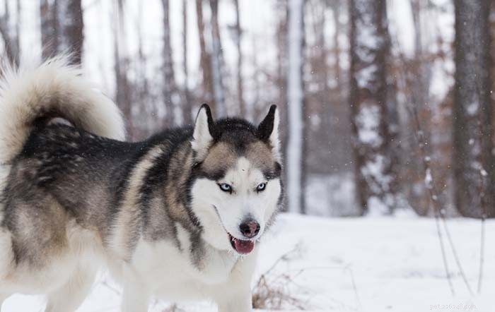 25 Wolf‑Inspired Dog Breeds: A Guide to the Wildest Canines
