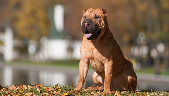25 Wolf‑Inspired Dog Breeds: A Guide to the Wildest Canines