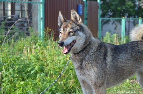 25 Wolf‑Inspired Dog Breeds: A Guide to the Wildest Canines