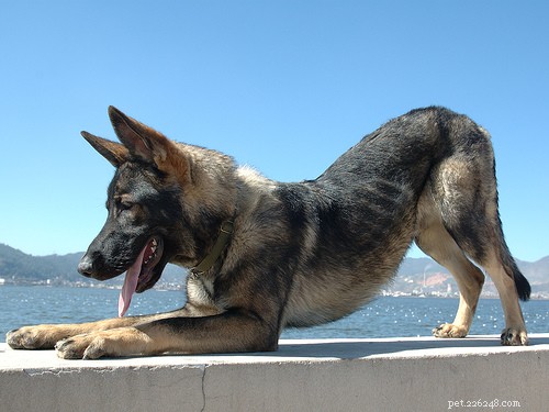 25 Wolf‑Inspired Dog Breeds: A Guide to the Wildest Canines