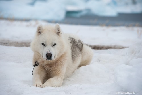 25 Wolf‑Inspired Dog Breeds: A Guide to the Wildest Canines