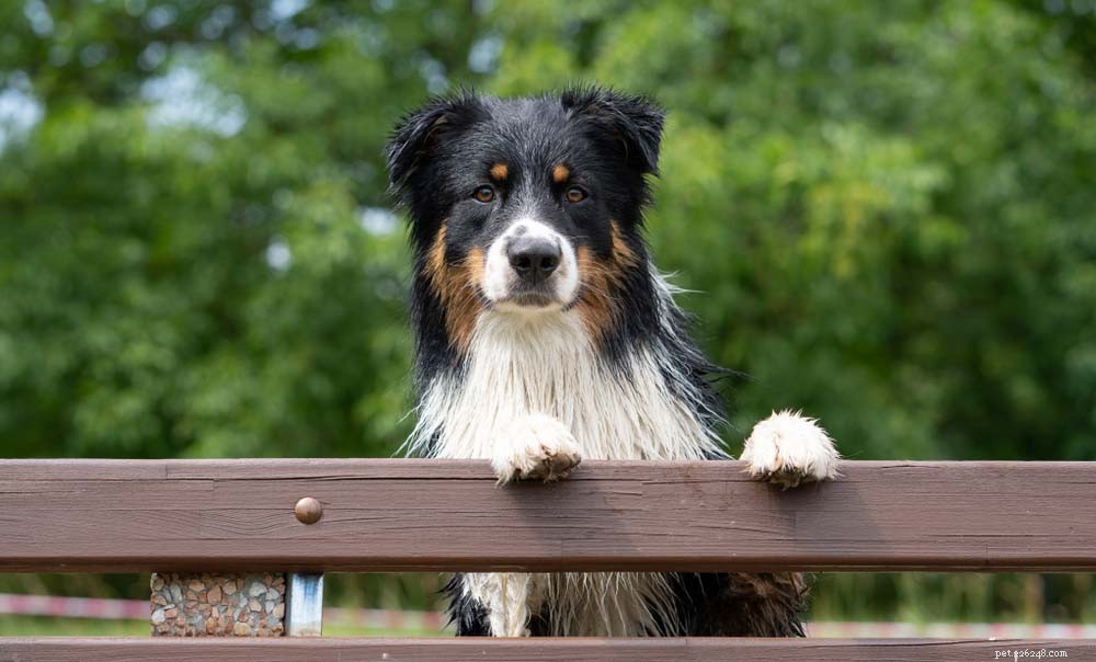 25 Wolf‑Inspired Dog Breeds: A Guide to the Wildest Canines