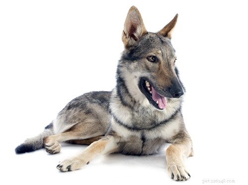 25 Wolf‑Inspired Dog Breeds: A Guide to the Wildest Canines