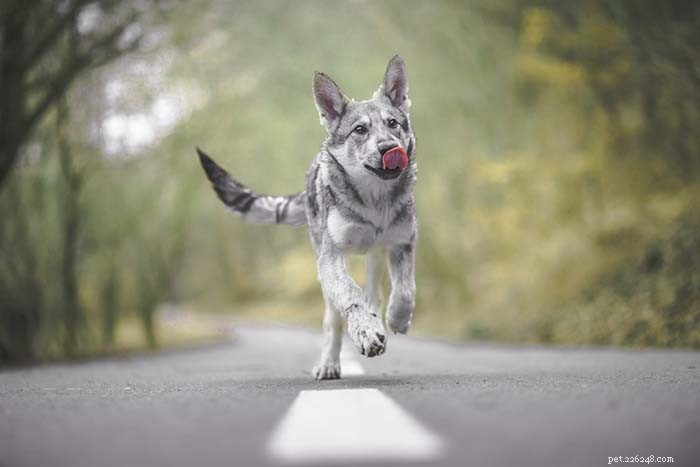 25 Wolf‑Inspired Dog Breeds: A Guide to the Wildest Canines