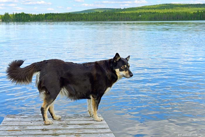 25 Wolf‑Inspired Dog Breeds: A Guide to the Wildest Canines