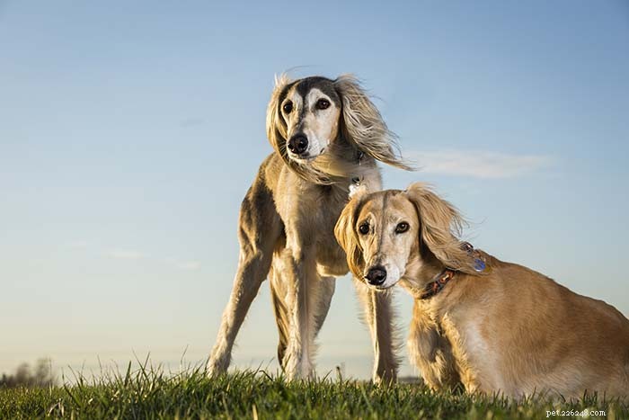 25 Wolf‑Inspired Dog Breeds: A Guide to the Wildest Canines