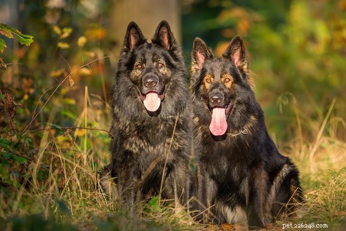 25 Wolf‑Inspired Dog Breeds: A Guide to the Wildest Canines