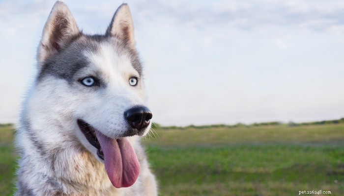 25 Wolf‑Inspired Dog Breeds: A Guide to the Wildest Canines